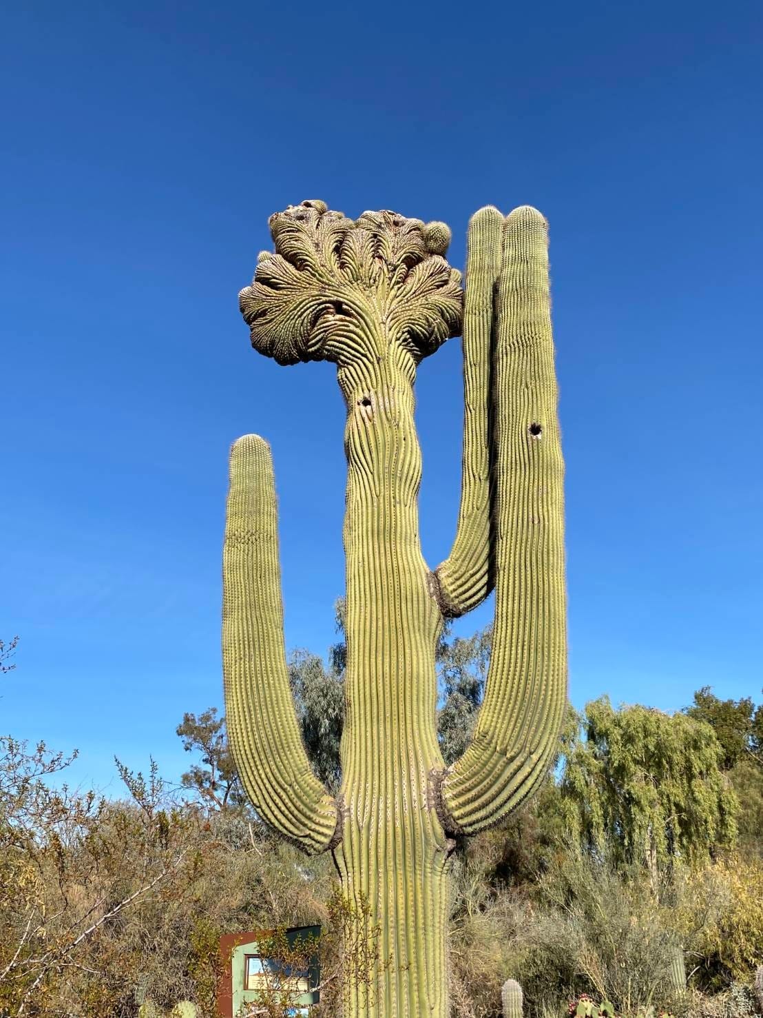 亞利桑那州的巨大仙人掌。Photo credit: Judy Wu